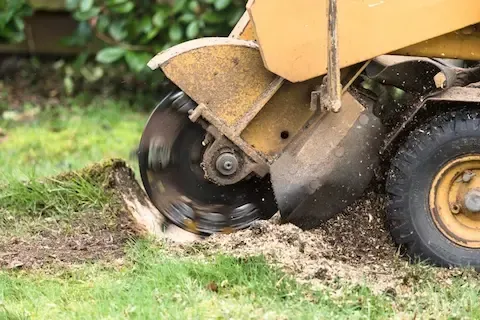 Stump grinder removing tree stump from residential lawn in La Verne, California