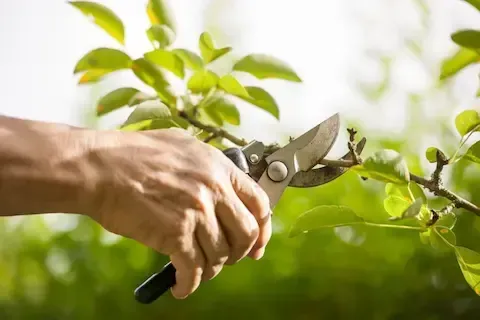 Hand pruning tree branches with bypass shears for healthy growth