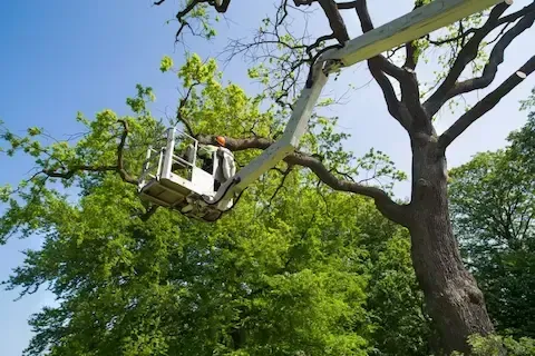 Bucket truck tree trimming service working on tall oak in La Verne, CA