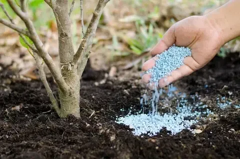 Granular fertilizer applied to young tree as part of tree health care service