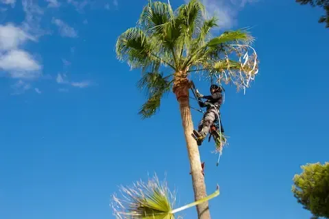 Palm tree trimmer removing fronds from tall palm in La Verne, California