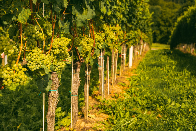 Lückenlose Dokumentation im Weinbau: Warum jeder Schritt zählt