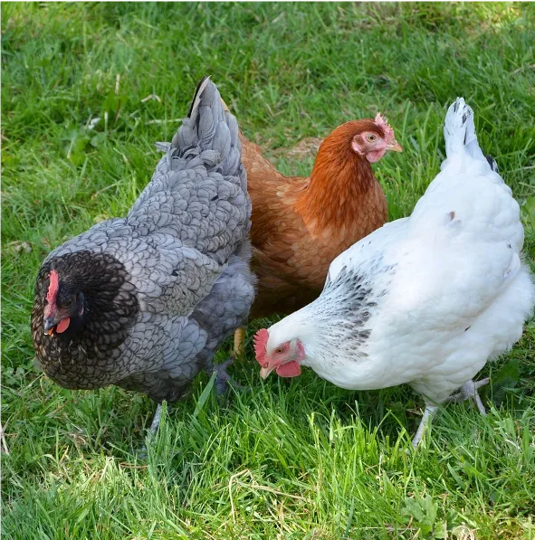 a gray speckled rooster with a white hen and a brown hen pecking in grass