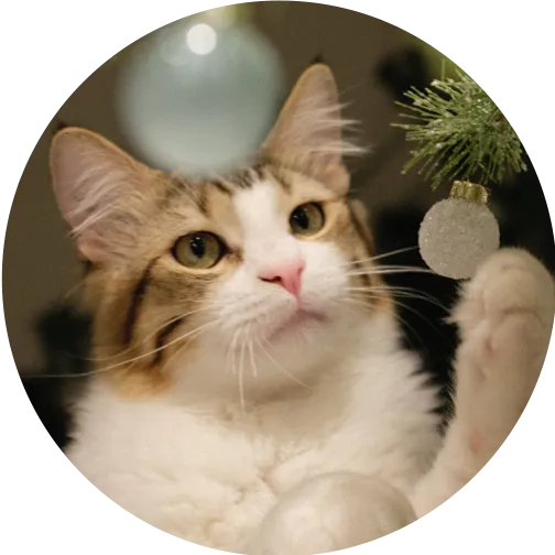 white cat with brown markings pawing a Christmas ornament