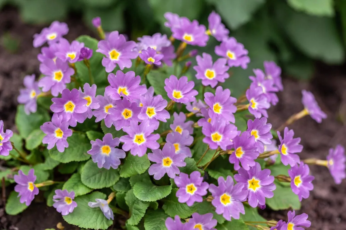 purple flowers with a yellow center