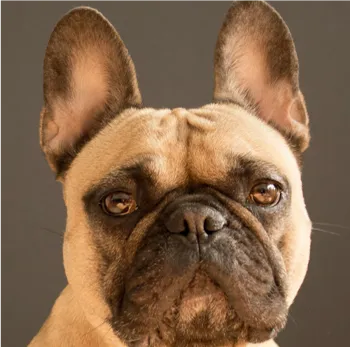 fawn-colored dog with black markings