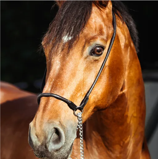 brown horse with  a dark mane and wearing a halter 