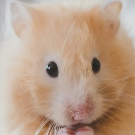 A hamster, a species that is largely solitary by nature and prone to stress when housed with a cage-mate