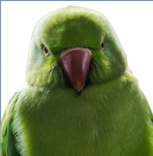 head and upper body photo of a green bird with a brown beak