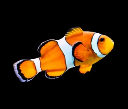 orange fish with white and black markings