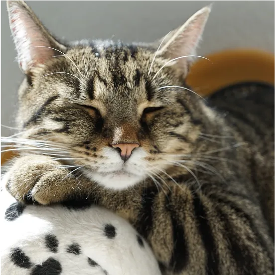 Sleeping tiger cat on Calm Animal Solutions How to Calm an Anxious Cat page