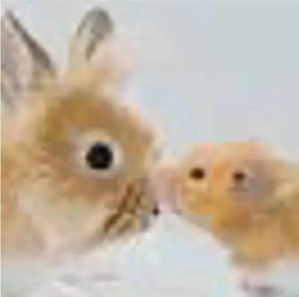 light brown rabbit and hamster rubbing noses