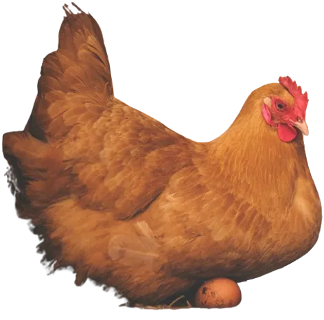 A brown chicken sitting on  brown egg, calm and not showing signs of chicken stress
