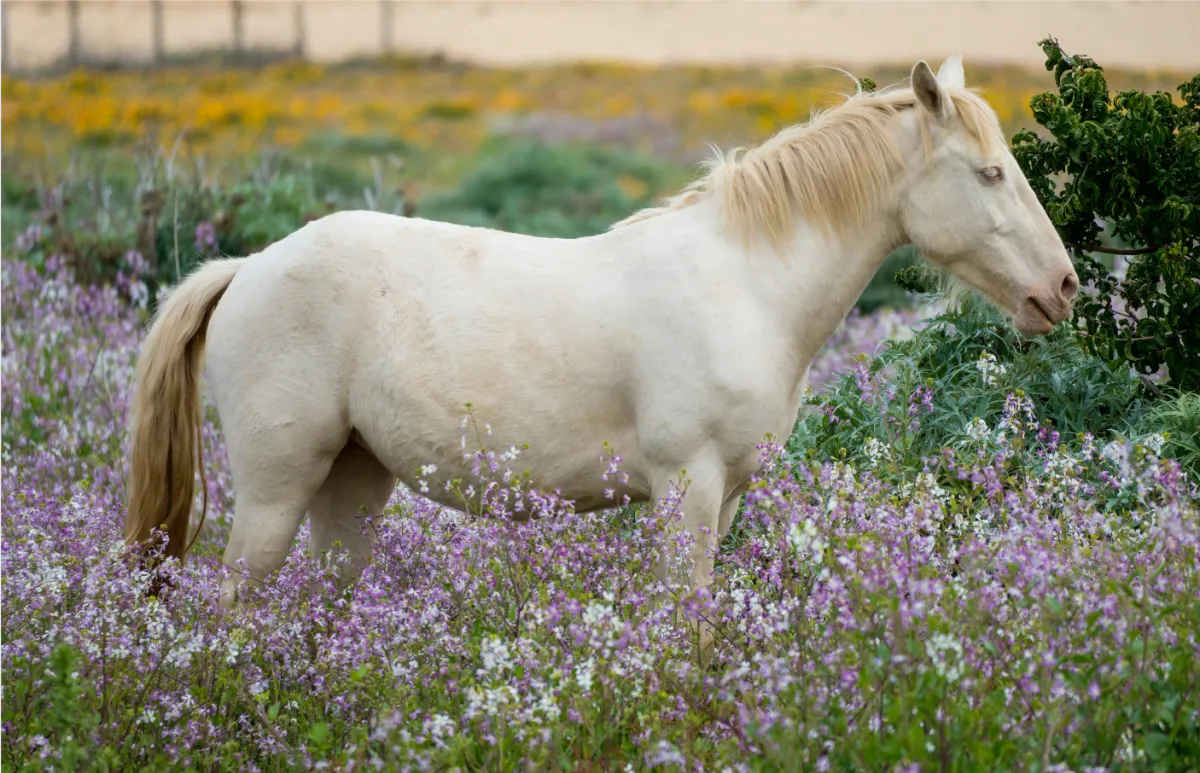 white horse standing in meadow of purple flowers