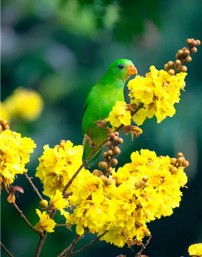 green bird with orange beak perched on  brach of yellow flowers