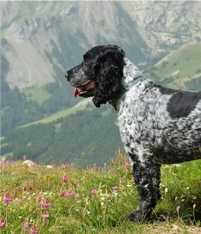 front half of black and white dog in meadow with mountains in background