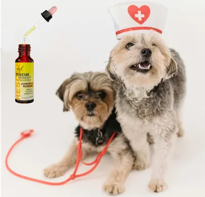 Bach Flower Essence bottle and one dog with a stethoscope and one dog with a paper medical hat