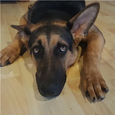 dog laying on wood floor lookin up