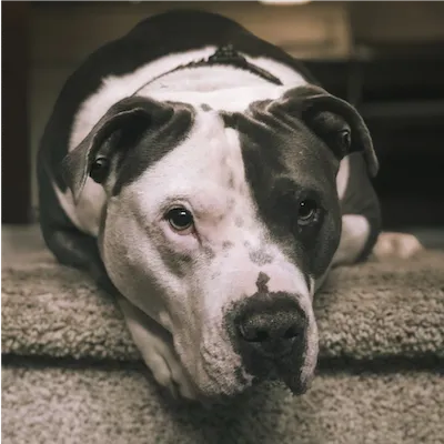 brown and white dog laying at the top of the stairs