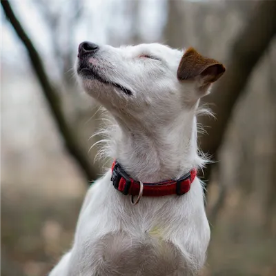 outdoor photo of white dog with eyes closed sensing something to the left