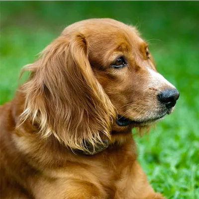 close up photo or older reddish-brown dog