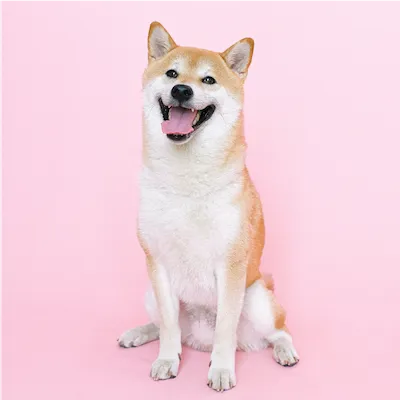 brown and white dog with a happy looking face_pink background