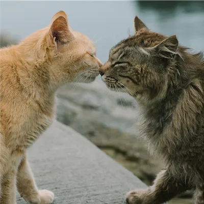 two cats rubbing noses