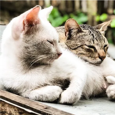 two cats resting together