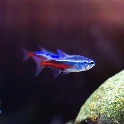 blue and red fish