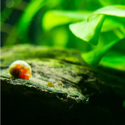 snail on driftwood