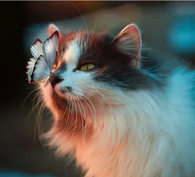 long haire cat with a butterfly on its nose