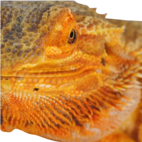 orange-yellow bearded dragon