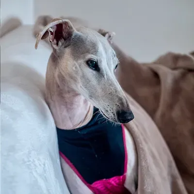 greyhound do with a blanket