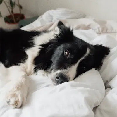 black and white dog on a bed