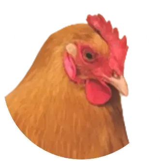 A brown hen calmed by Relaxed Chicken by Calm Animal Solutions