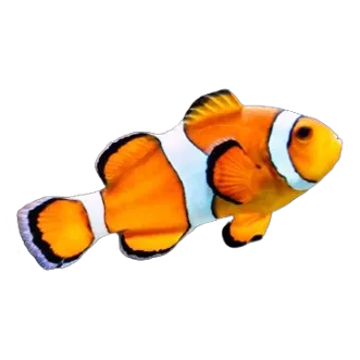 orange and white fish with black markings on Calm Animal Solutions How to Calm Stressed and Aggressive Fish Naturally website page