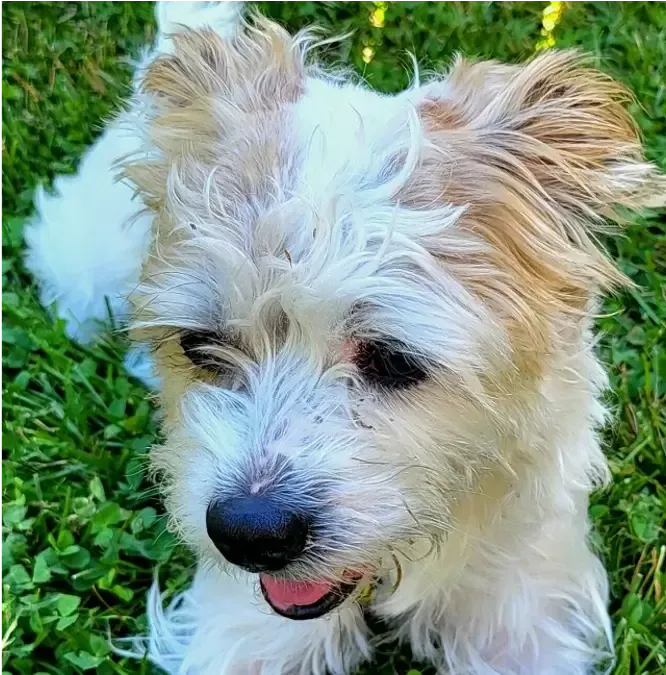 brown and white dog laying in the grass