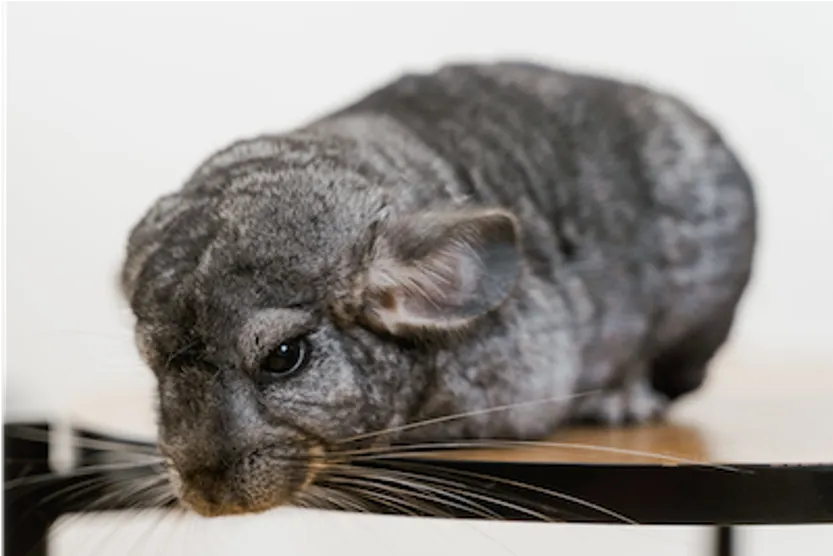 A chinchilla, a species known for fur-chewing as a stress response