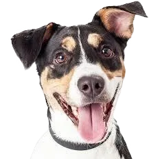 black, brown, and white dog face with tongue hanging out