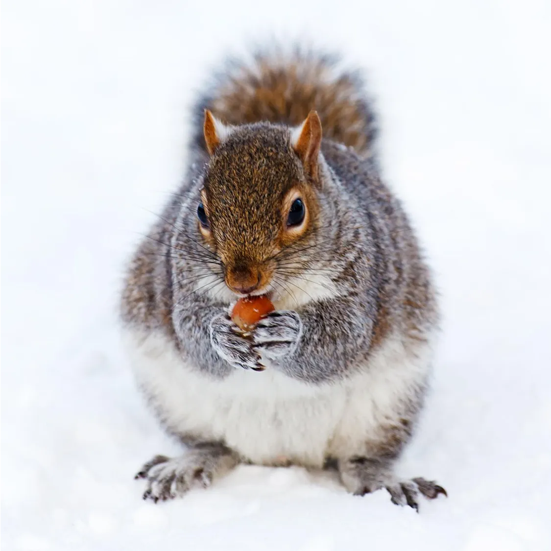 squirrel in snow with a berry