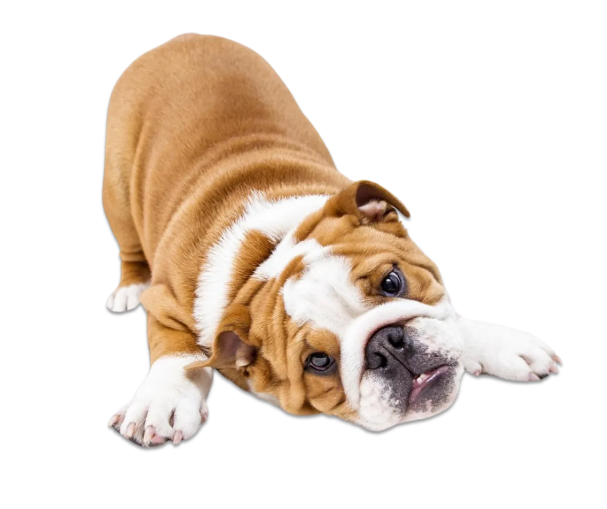 Bulldog-type dog on Calm Animal Solutions' How to Calm an Anxious Dog, Naturally webpage
