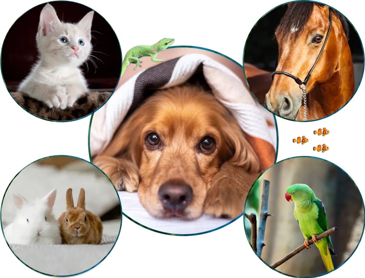 A dog, cat, horse, rabbit, bird, fish, and reptile — Calm Animal Solutions supporting pets of all kinds and their parents