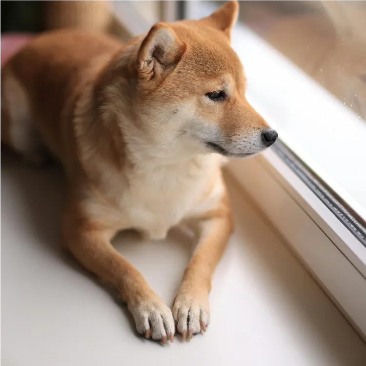 medium-sized Shiba Inu dog looking out a window on Calm Animal Solutions' How to Calm an Anxious Dog, Naturally webpage