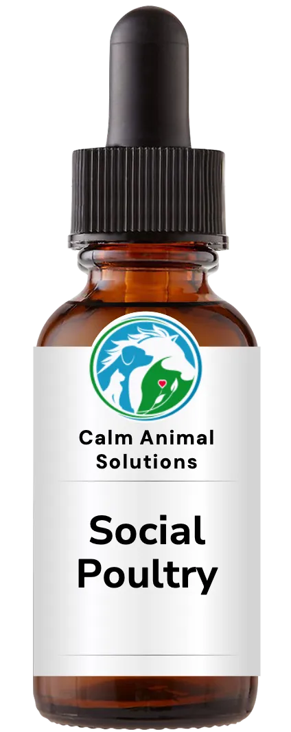 1 amber dropper bottle with Calm Animal Solutions label