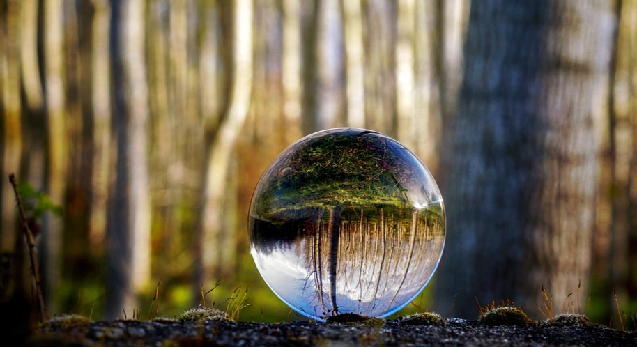 Emotional Balance flower essence blend supporting steady moods and emotional grounding