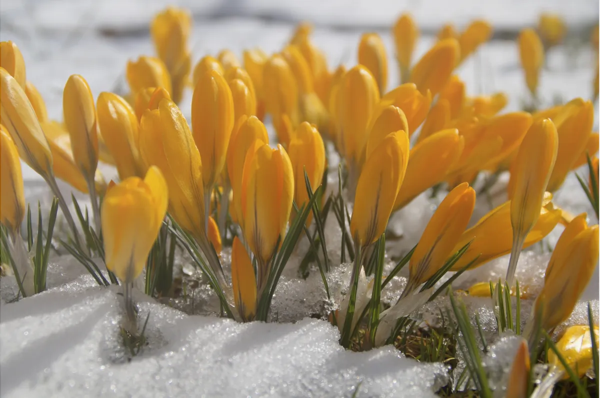 yellow crocus flowers emerging through snow representing calm resilience and emotional balance