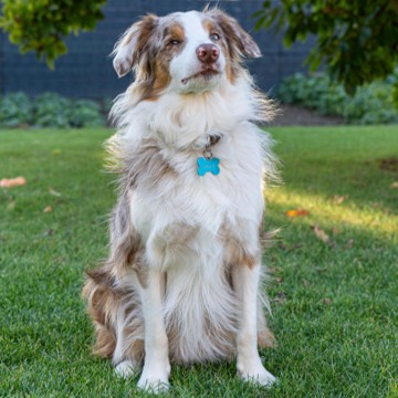 Australian shepherd-type dog on Calm Animal Solutions' How to Calm an Anxious Dog, Naturally webpage