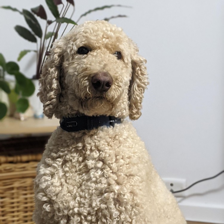 Labradoodle dog on Calm Animal Solutions Relaxed Dog page for customized flower essence blends for dogs experiencing separation anxiety and excessive barking behaviors