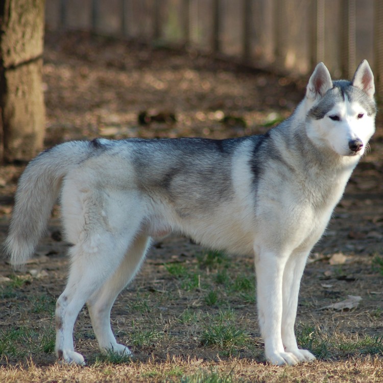 Husky dog on Calm Animal Solutions Happy Dog page for customized flower essence blends for dogs experiencing fear of thunder, fireworks, and noise fear
