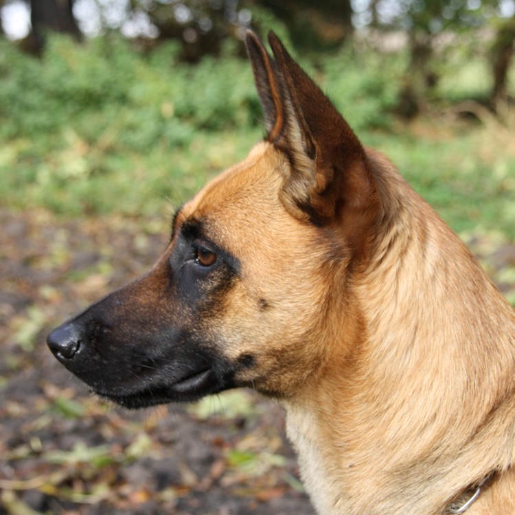 Belgian Malinois on Calm Animal Solutions Social Dog page for flower essence blend for leash reactivity and aggression in dogs